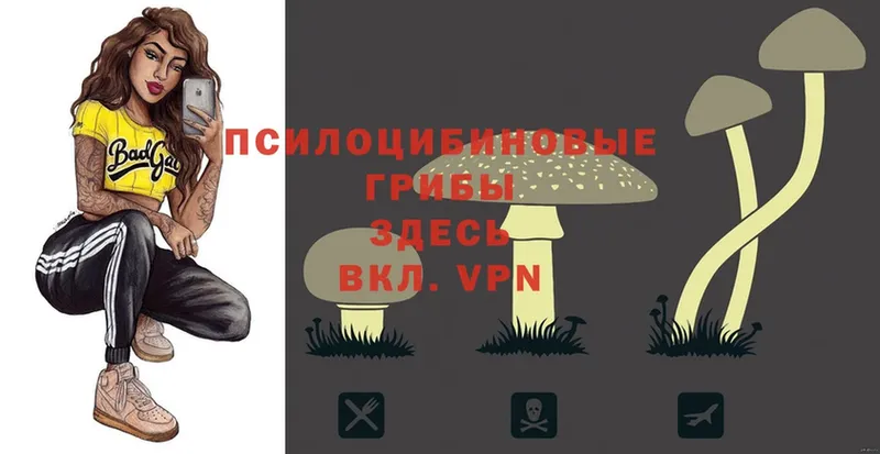 mega зеркало  Дорогобуж  Псилоцибиновые грибы Psilocybe 